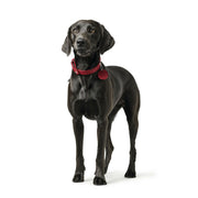 V9H280BE9C1F83DB33A49A5CBE2504D2DC0R6576973P4